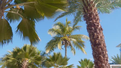 still shot of coconut palms in the caribbean blue sky, several trees