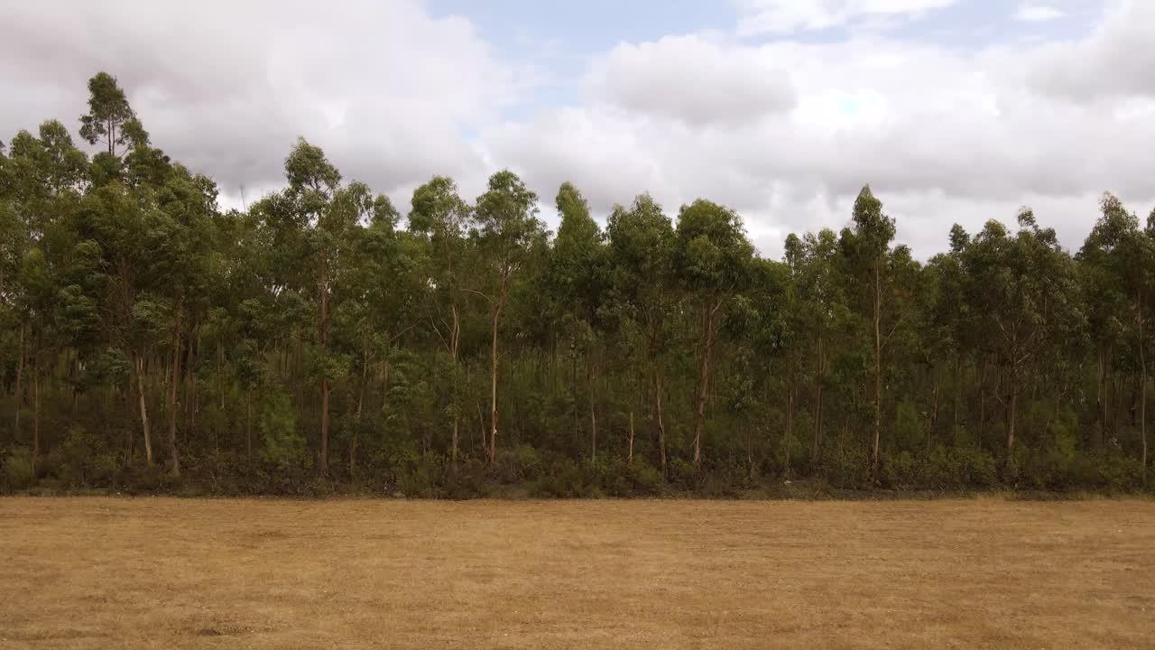 4K new eucalyptus crop culture for the paper industry