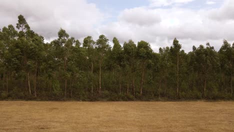 4K new eucalyptus crop culture for the paper industry