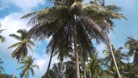 palm trees field with blue sky and white clouds on background