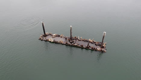 Vista-Aérea-De-Lobos-Marinos-Y-Focas-De-Puerto-Durmiendo-Y-Descansando-En-Plataformas-Flotantes