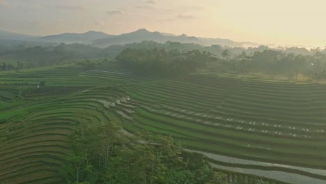 Vista-Por-Drones-De-Un-Hermoso-Campo-De-Arroz-En-Terrazas-En-Una-Mañana-Brumosa