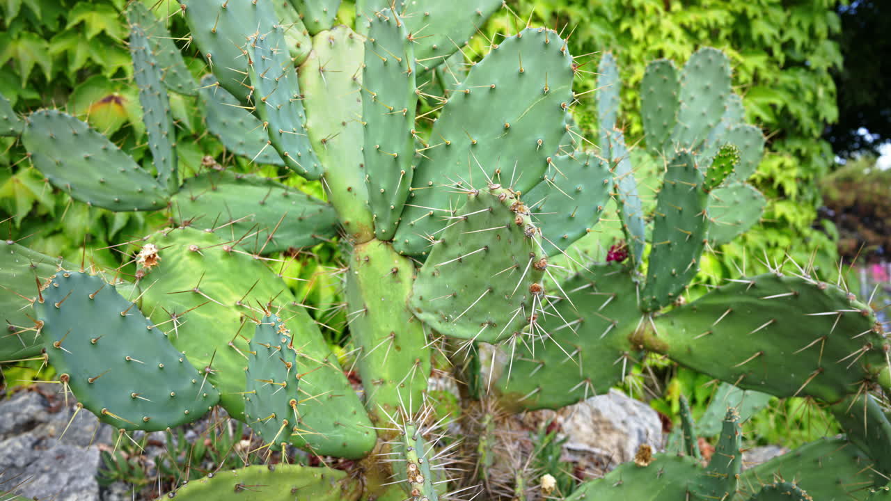 Close up of a cactus in a garden in Antibes, France