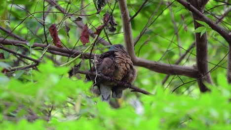 this short-billed brown-dove with its fledglings is an endemic bird found in the philippines and particularly in mindanao where it is considered to be common