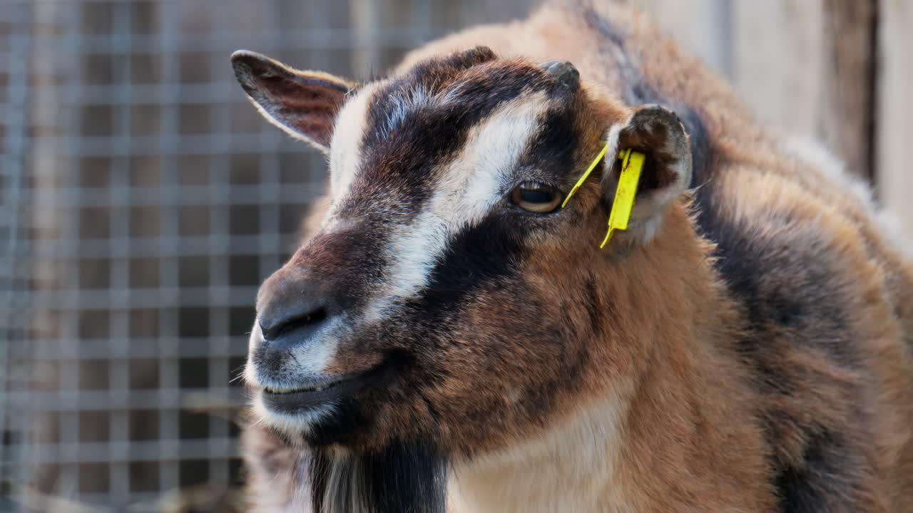 Close up of a Brown and white goat eating hay