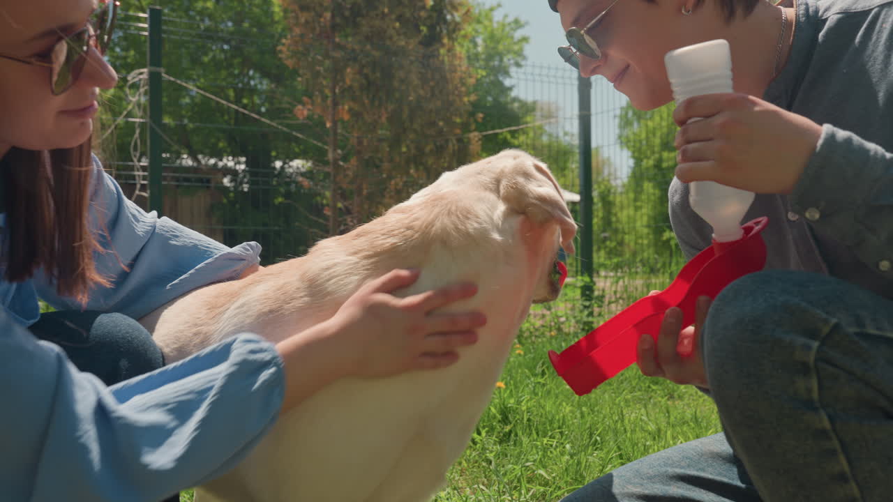 강아지를 달래는 장면, 장난기 넘치는 강아지를 위로하는 반려견 친구들, 활기 넘치는 강아지를 돌보는 편안한 친구들, 평화로운 야외 환경에서 쾌활한 래브라도와 함께 부드러운 시간을 보내는 다정한 친구들