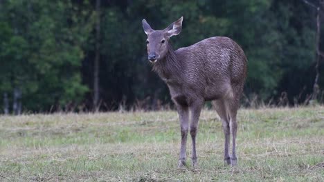 el ciervo sambar es una especie vulnerable debido a la pérdida de hábitat y la caza