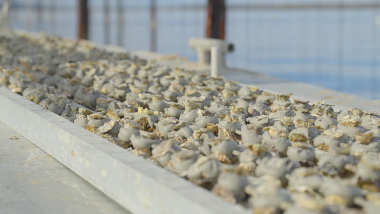 A shellfish farm