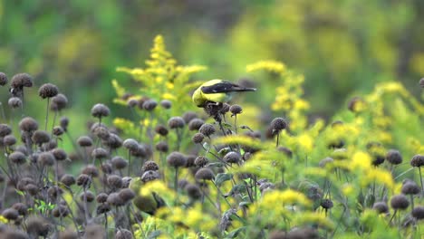 goldfinches eating the seeds of some wild flowers in a meadow