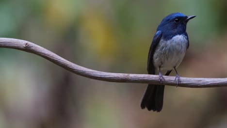 camera zooms out revealing this lovely blue bird looking to the right, hainan blue flycatcher cyornis hainanus, thailand