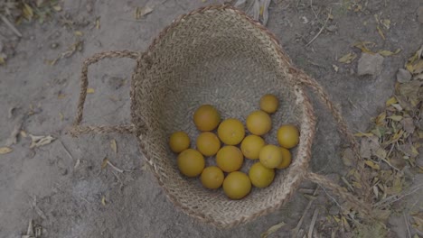 Cosecha-De-Naranjas-En-El-Jardín,-El-Huerto-De-Cítricos-En-Irán,-El-Sabor-Orgánico,-Saludable,-Maravilloso-Y-Fresco,-Jugosa,-Tradicional,-Artesanía-De-Canasta-De-Madera-Hecha-A-Mano-Por-La-Población-Local-En-La-Ciudad-Del-Desierto-De-Tabas,-Agricultura-De-Nayband.