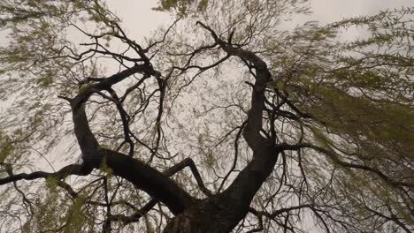 Upward-facing-shot-of-hanging-leaves-and-branches-in-a-tree-in-botanical-gardens