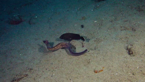 anguila de moray de ojos blancos, siguiendo por restos, anilao, filipinas 60 fps