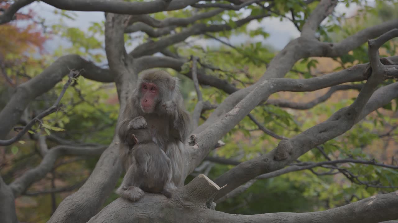 macacos japoneses madre arreglando la piel del niño en el árbol