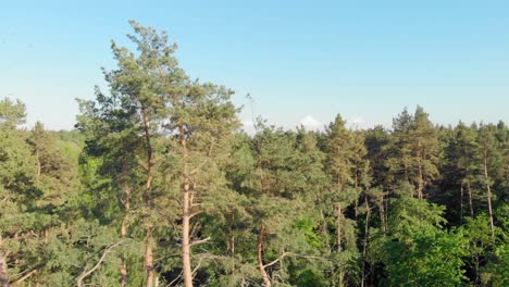 Pine-tree-track-shot-with-sunlight