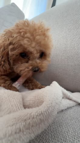 fluffy brown poodle