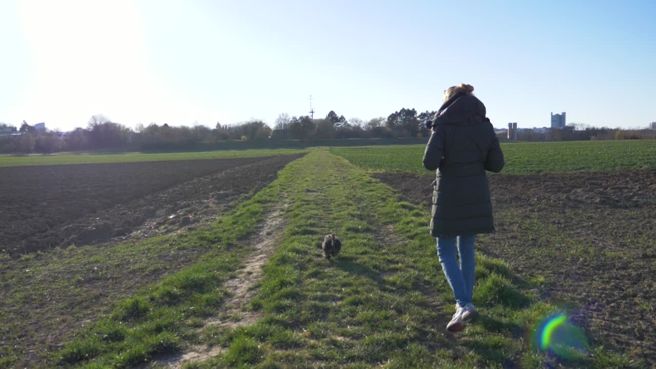 여름과 일몰 동안 매우 느린 동작으로 공원 잔디밭에서 세련된 여성과 함께 걷는 귀여운 강아지