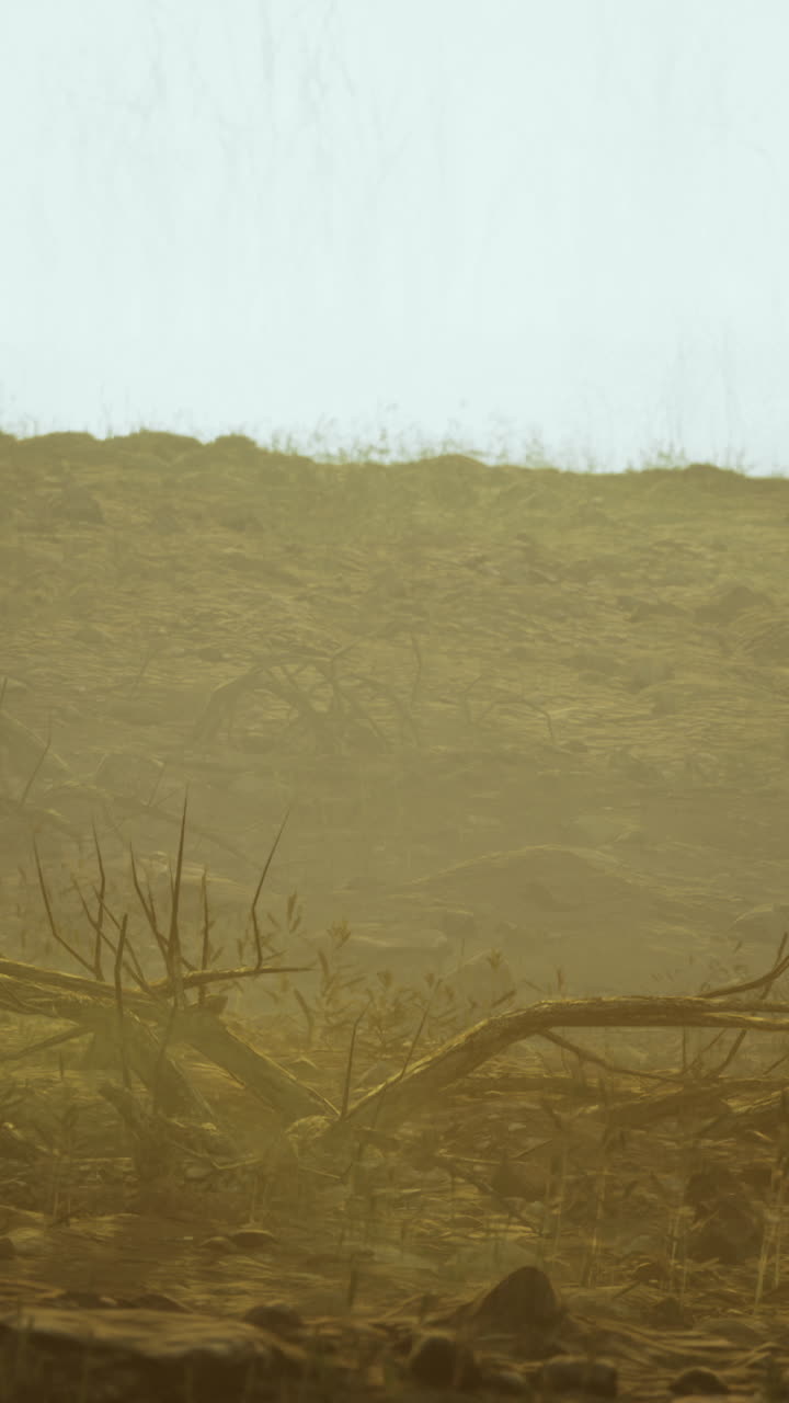Dry landscape with barren branches under a pale sky at dawn