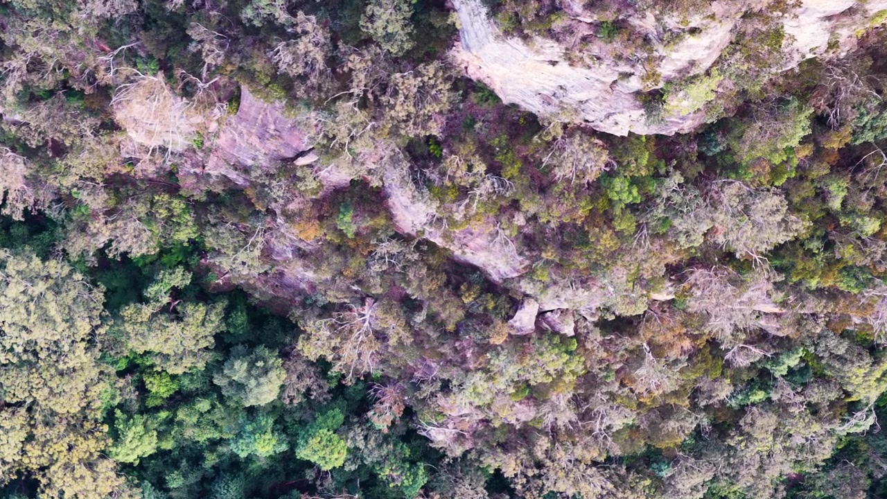 Dronebilde ovenfra av tett eukalyptusskog og sandsteinsklipper i Blue Mountains, Australia