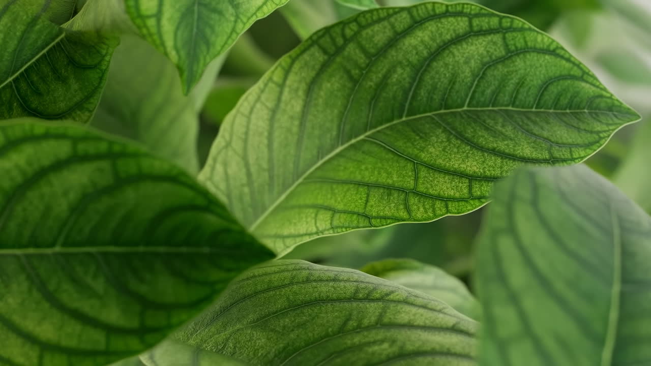 Folhas verdes em close-up revelam veias detalhadas e folhagem em camadas, luz natural suave realça a textura.