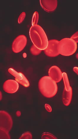 microscopic view of red blood cells