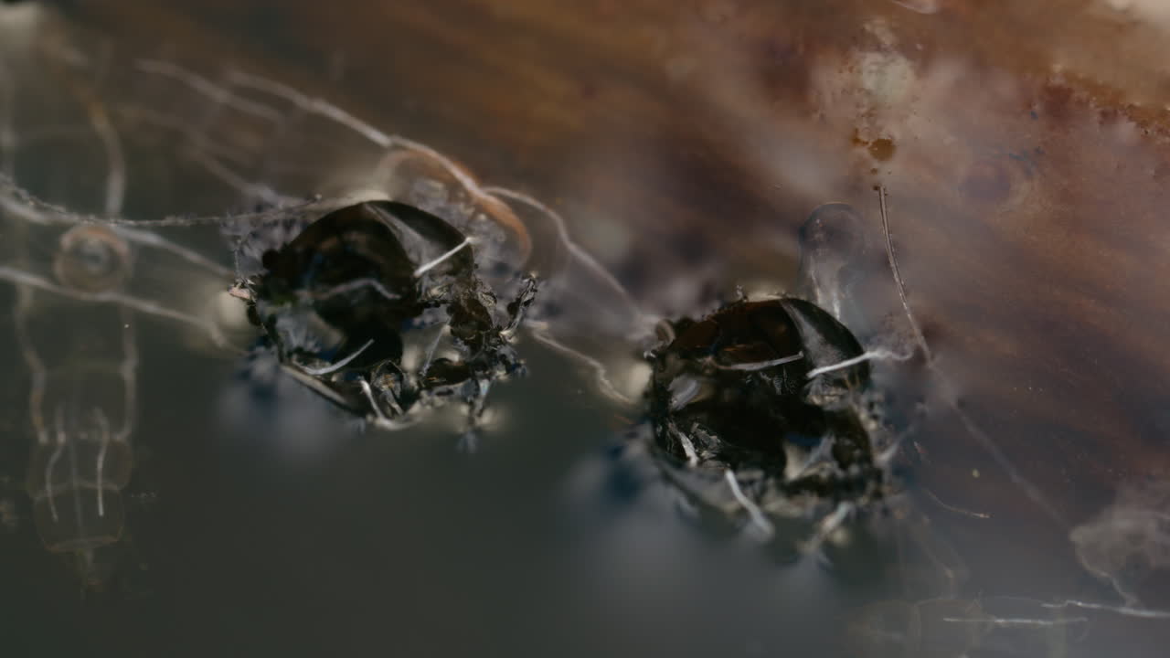 수중의 chironomidae 미지 (macro nature) 의 스비아