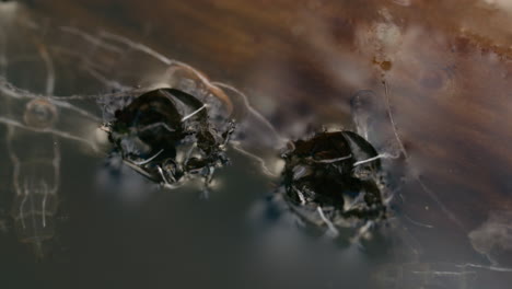 Exuvia of Chironomidae midge in water, macro nature