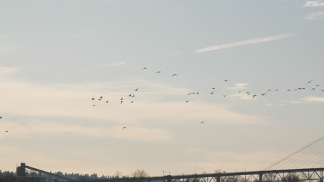 Birds-Flying-and-revealing-the-Patullo-Bridge-and-Sky-Bridge-with-Estuary-in-the-foreground