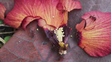 ants crawling over wilted flower petals and pistil