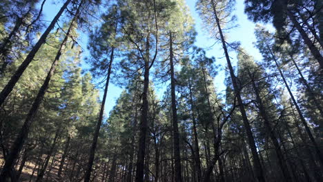 beautiful view of the canarian pine forest burned by fire and coming back to life