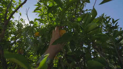 picking oranges from a tree