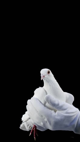 manos sosteniendo un pájaro paloma