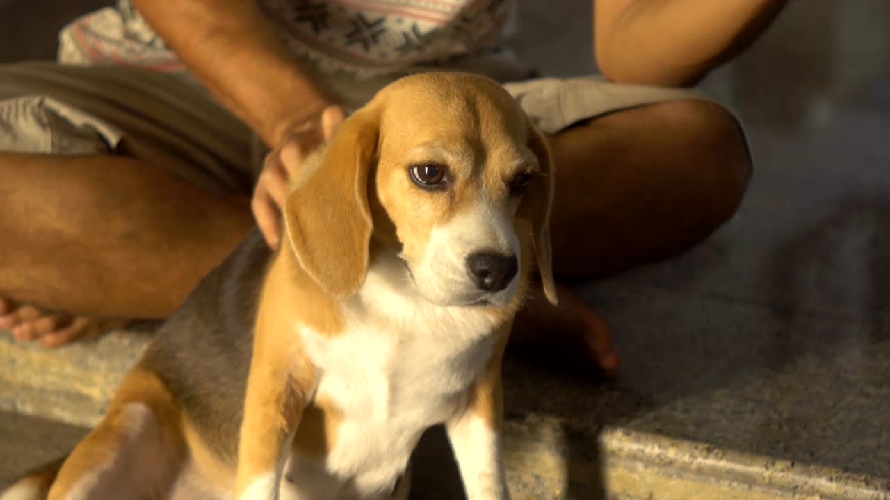 hombre sentado en el suelo masajeando a su perro beagle