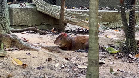 亞薩拉 (azara)  (dasyprocta) 是亞薩拉動物群體之一,在亞薩拉河 (singapore river) 野生動物園 (mandai zoo)