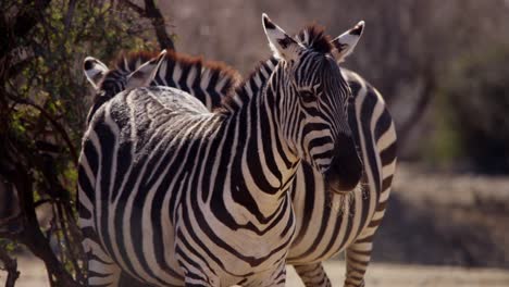 zebra animals, standing in their natural savanna environment on sunshine day