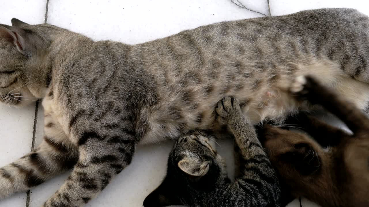 la madre del gatto nutre il gattino e la madre si prende cura del gattino sdraiandosi a dormire per l'alimentazione