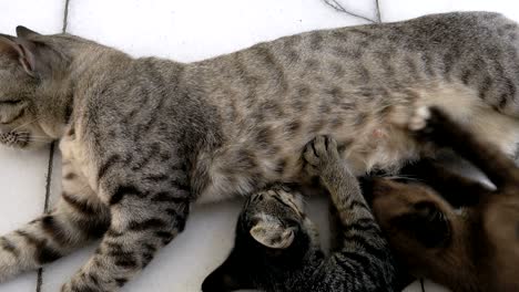 la madre del gato alimenta al gatito y la madre cuida del gatito acostándose para dormir para alimentarse