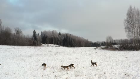 group of wild roe deer animals walking through snow covered field in countryside landscape. aerial view of wildlife animals in winter.
