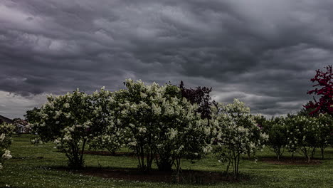 Timelapse-View-Of-Dark-Grey-Storm-Clouds-Passing-Over-Tree-Meadow-Plantation