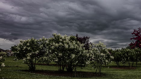 timelapse view of dark grey storm clouds passing over tree meadow plantation