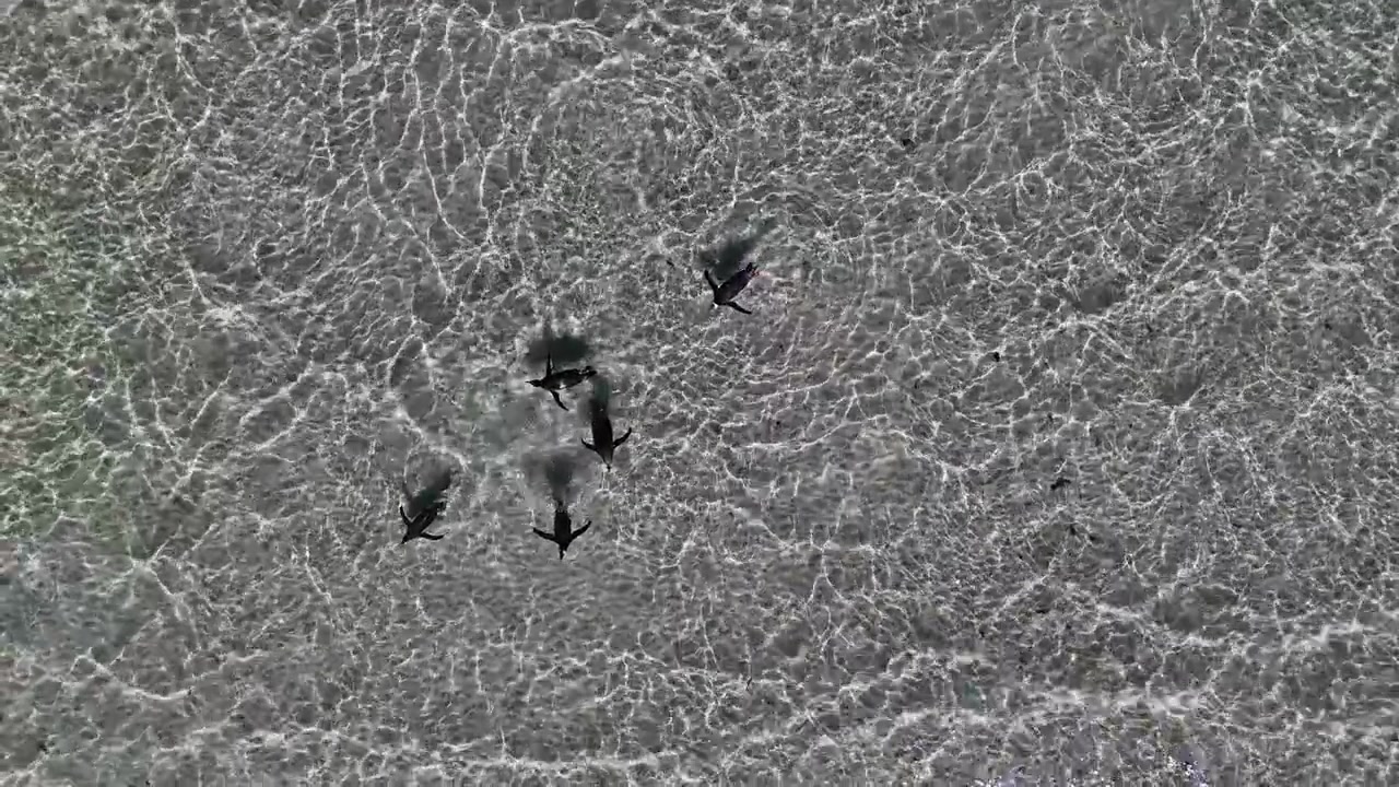 Luftfoto med drone av bøylepingviner som svømmer nær strandlinjen på Falklandsøyene, klart vann, droneopptak.