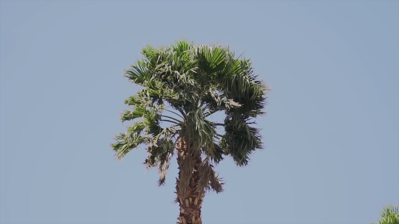 Slow motion beachy palm tree