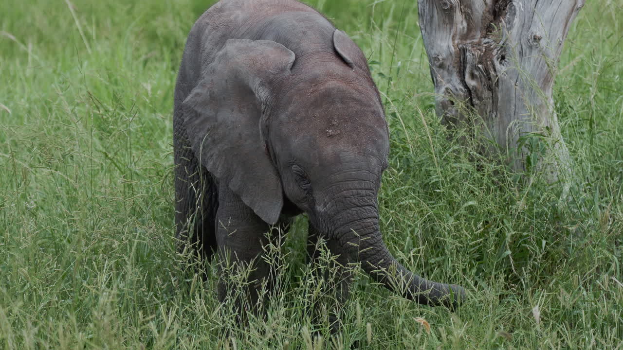 Baby Elephant in Grass