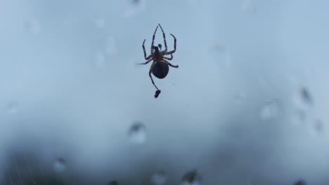 macro shot of a spider moving on a web carrying food in its legs