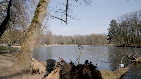 Gans,-Die-An-Einem-Schönen-Sonnigen-Tag-Auf-Einem-Fallenden-Baumstamm-Am-See-Steht