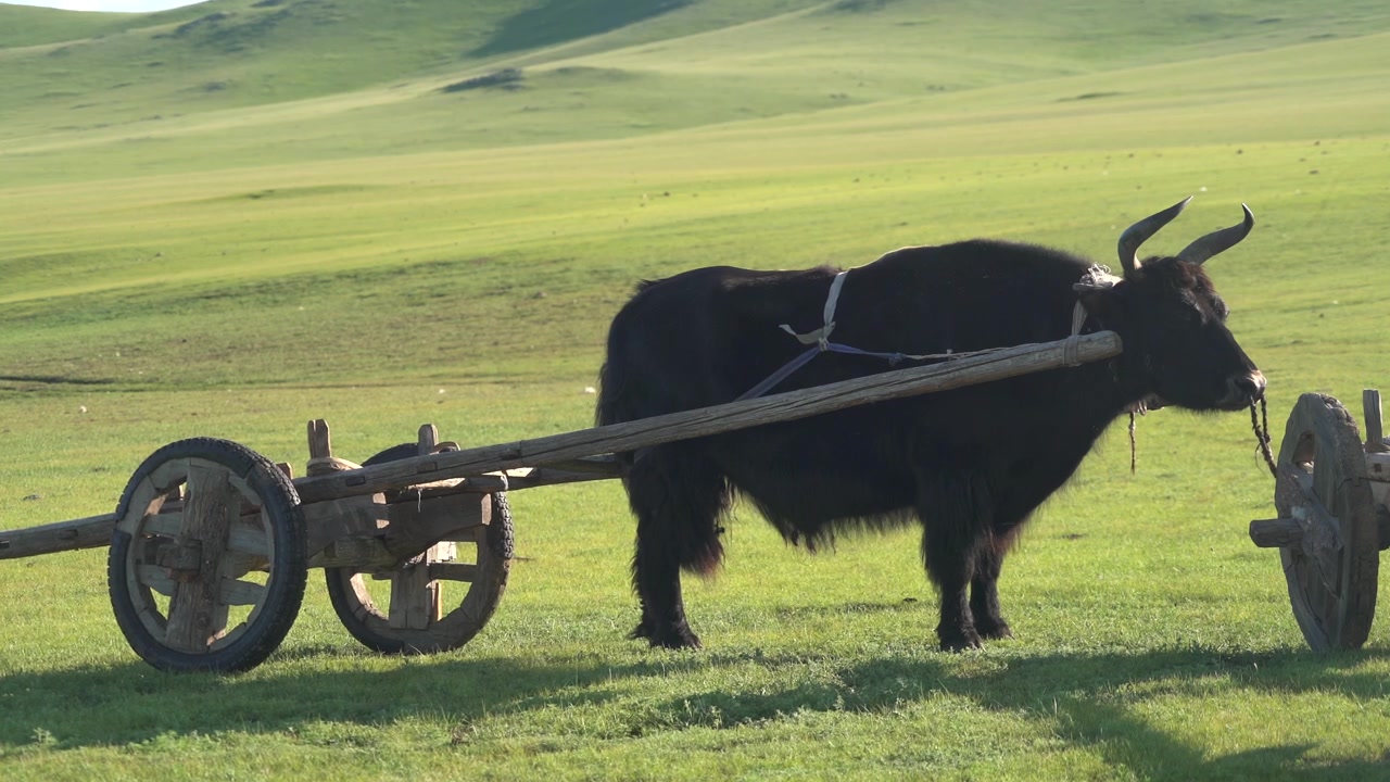 Black Yak Pulling a Traditional Wooden Cart in a Green Meadow