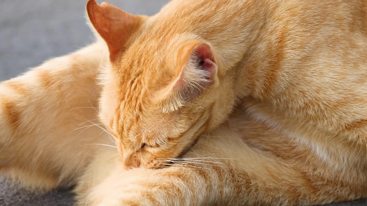 屋外で自然光の下、毛づくろいをするオレンジ色の野良猫のクローズアップショット。