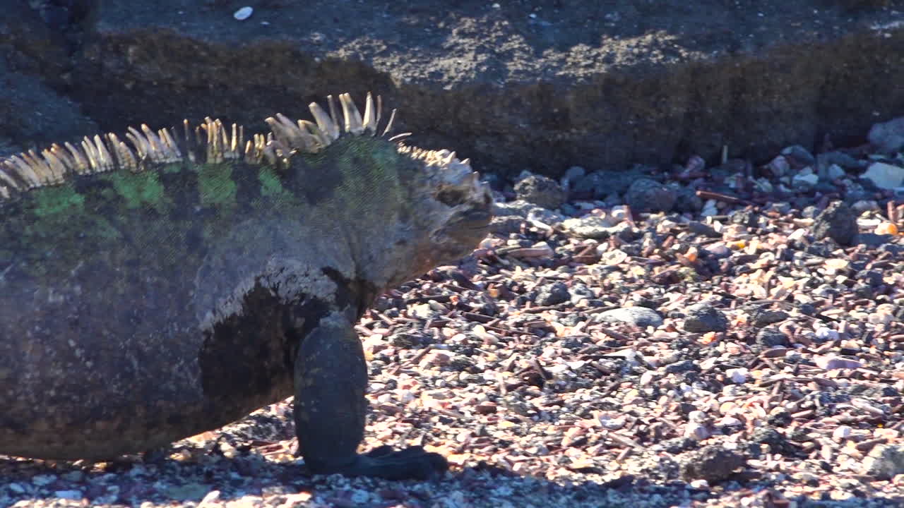 iguanas marinas caminan por las costas volcánicas de las islas galápagos ecuador