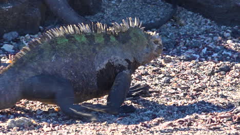 marine iguanas walk on the volcanic shores of the galapagos islands ecuador