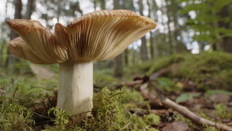 panning shot of a russula cerolens mushroom growing in a forest